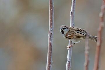 Male Italian Sparrow or cisalpine sparrow (Passer italiae), Crete
