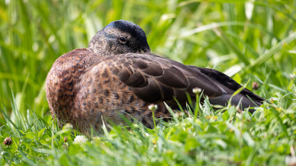 Fototapeta premium Close-up of a duck in green grass