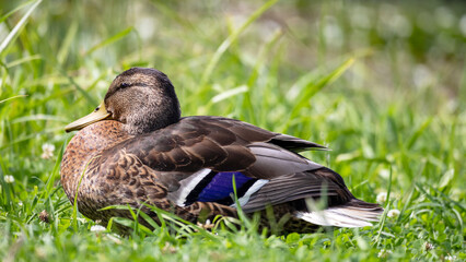 Fototapeta premium Close-up of a duck in green grass