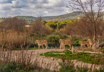 Pride of lionesses walking in a line along a dirt road in a natural setting looking and observing their surroundings.