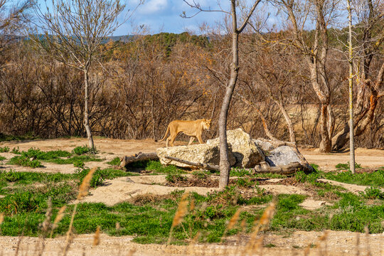 Lone lioness wandering in a dry forest with rocks scattered around in her natural environment on a sunny day.