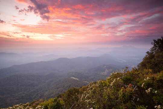 Beautiful sunrise, view to Mt. Warning / Wollumbin with Tweed Valley and Springbrook National Park. Australian Rainforest at the Border with Queensland and New South Wales. Best of All Lookout view.