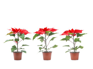 Three Vibrant Red Poinsettias in Pots on White Background