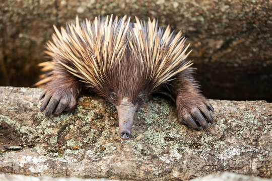 A short-beaked echidna (Tachyglossus aculeatus) at the root of the tree.