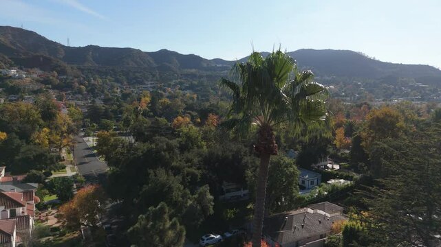 flying counter clockwise around palm tree view of Glendale California
