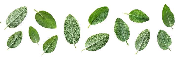 Fresh Green Leaves on Isolated Background Isolated on transparent background