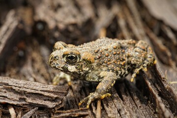 Obraz premium Closeup on a juvenile Western toad, Bufo or Anaxyrus boreas on wood in North California