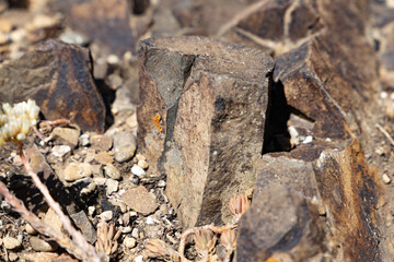 Unique rock structures emerge from dry earth, highlighting natures artistry in a sunlit desert environment.