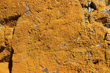 Yellow lichen spreads across weathered stones, creating a striking contrast in a natural, vibrant habitat.