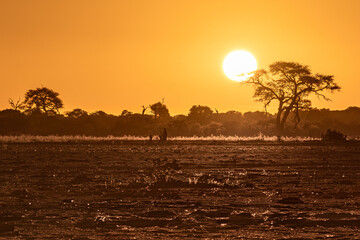 Beautiful orange african sunset in Savuti marsh area, Chobe national park, Okavango delta,...