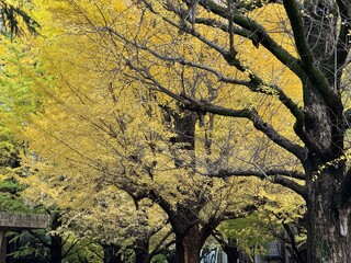 東京大学のイチョウのある風景