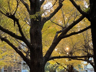 東京大学のイチョウのある風景