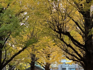 東京大学のイチョウのある風景