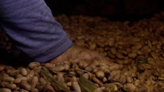 Pepas de cacao