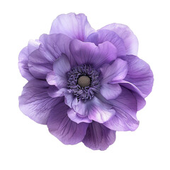 Purple Anemone Flower Isolated on Transparent Background