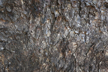 dry tree bark texture and background, nature concept