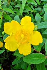 Yellow flower of St. John's wort hybrid (Hypericum sp.)
