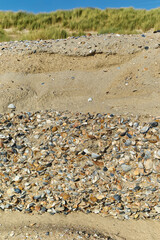 Steep wall of shells on sandy beach, Burgh-Haamstede, Zeeland, Netherlands