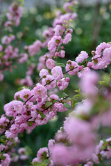 Beautiful branch of a flowering almond bush, pink spring flowers.