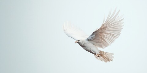 Fototapeta premium A white bird gracefully flies against a pale background, showcasing its delicate wings and serene presence.