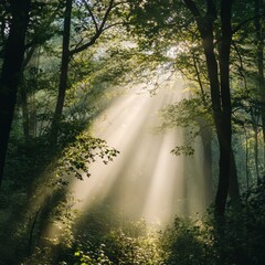 Obraz premium Nature, Abstract forest with sunlight filtering through trees