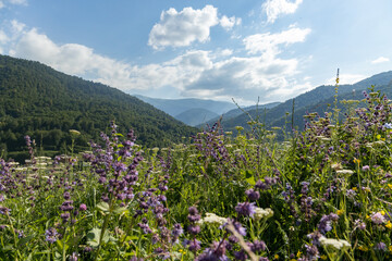 Vibrant wildflowers bloom in a lush valley, surrounded by majestic mountains, under a bright blue sky in Dilijan.