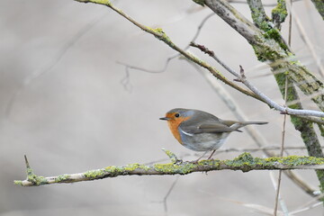 Selective focus shot of a European robin (Erithacus rubecula) on a branch