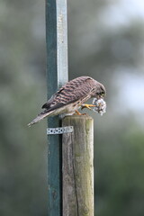 Close up shot of a juvenile common kestrel (Falco tinnunculus) eating catched prey
