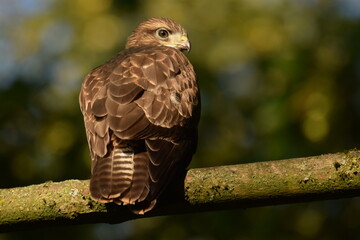 Close up shot of a juvenile common buzzard (Buteo buteo)
