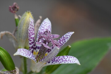 Selective focus shot of a japanese toad lily (Tricyrtis hirta) in a garden