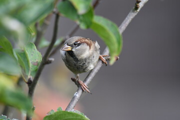 Closeup shot of a male house sparrow (passer domesticus) sitting in an apple tree in autumn