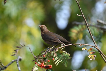 Closeup shot of a female blackbird (turdus merula)