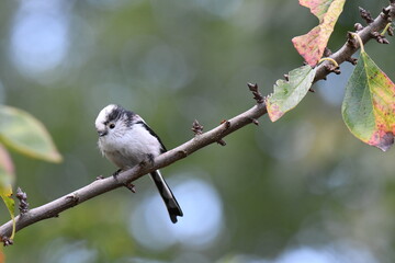 Closeup shot of a long-tailed tit (Aegithalos caudatus) sitting on a branch