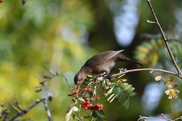 Closeup shot of a female blackbird (turdus merula) eating a rowan berry (sorbus) in autumn