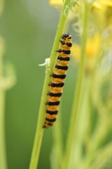 Vertical shot of a Caterpillar (Tyria jacobaeae) on a ragwort plant