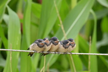 Closeup shot of a group of juvenile barn swallow (Hirundo rustica) perched on a wire