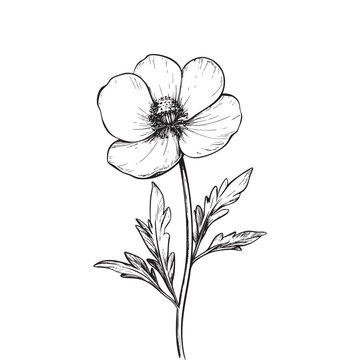 black and white flower sketch clip art preview