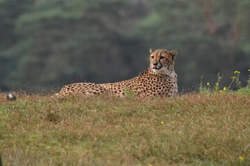Closeup shot of a Cheetah (acinonyx jubatus) lying on a grass