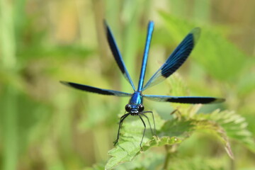 Closeup shot of a male banded demoiselle (Calopteryx Splendens) spreading his wings