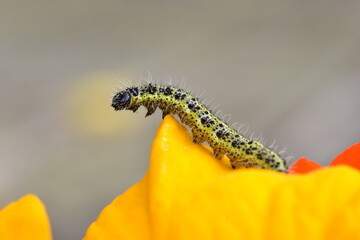 Selective focus shot of a green caterpillar on the flower