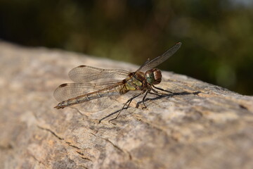 Closeup shot of a dragonfly (anisoptera) sitting on a branch