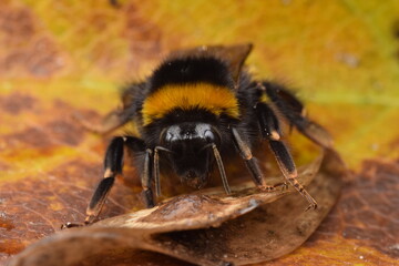 Closeup shot of a buff-tailed bumblebee (Bombus terrestris) sitting on a leaf