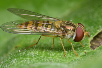 Closeup shot of a hover fly (Syrphidae) sitting on a leaf