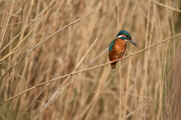Selective focus shot of a kingfisher (Alcedinidae) perched on a branch
