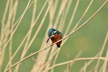 Selective focus shot of a kingfisher (Alcedinidae) perched on a branch