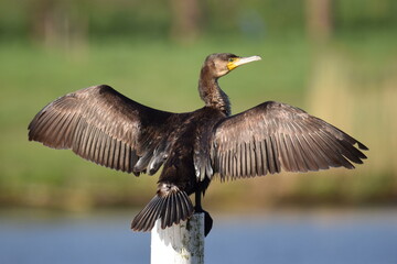Selective focus shot of a cormorant perched on a wooden pole