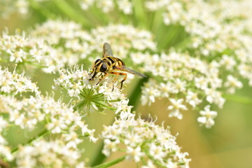 Closeup shot of a hoverfly sitting on a flower