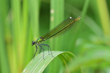 Closeup shot of a dragonfly (Anisoptera) sitting on a leaf