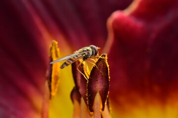Closeup shot of a Hoverfly sitting on a flower bud of a day lily
