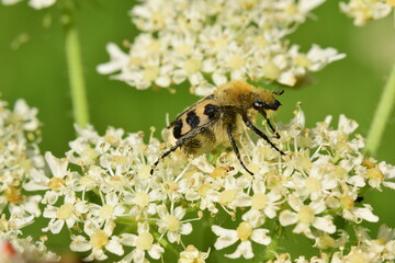 Selective focus shot of a Eurasian bee beetle (Trichius fasciatus) collecting pollen from white flowers 